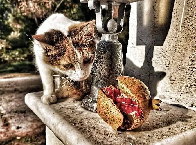 Anais Ξενοδοχείο 2*